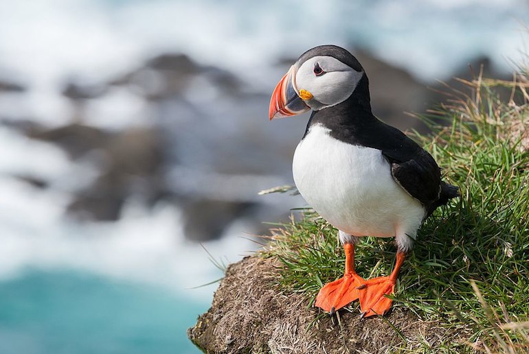 You can take a cruise from Reykjavík to see puffin colonies 