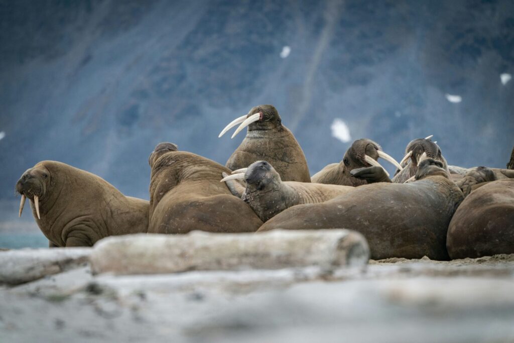 A group of walrus lying on the beach beneath a glacier.

