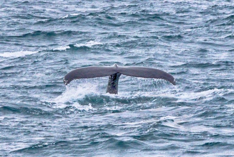 Many whale-watching trips from Reykjavík offer a free ticket on a 2nd cruise if you don't see any whales