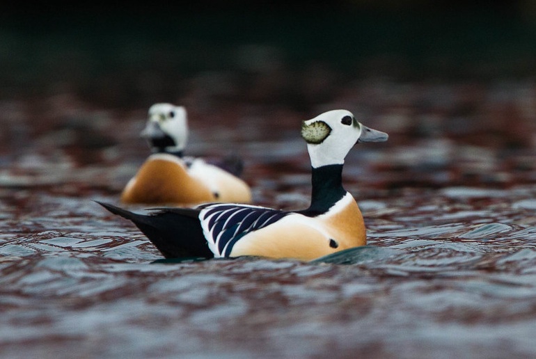 See wild sea birds on a wildlife tour in Norway