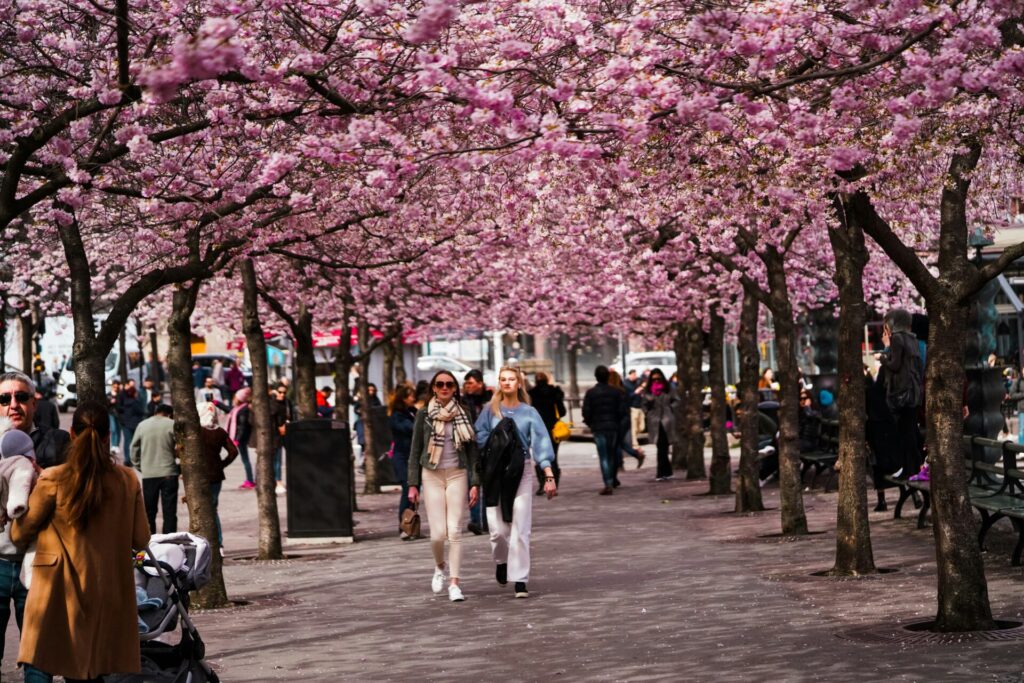 people walking underneath blossoming trees