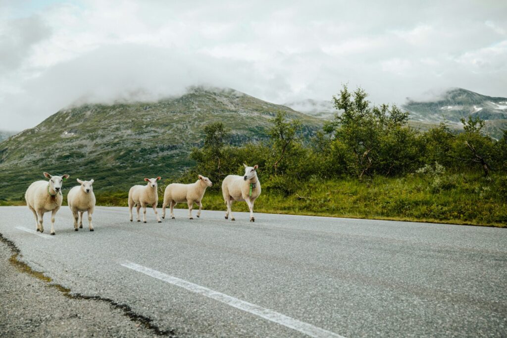 sheep on a road in the mountains 