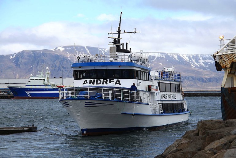 Highlight of a trip to Reykjavik in summer is a whale-watching trip