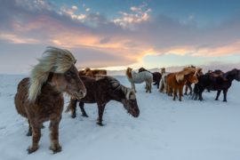 christmas iceland tour