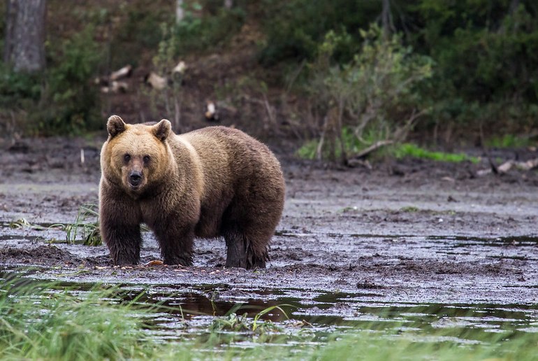 Wildlife trips to Lapland will get you up close and personal with a bear