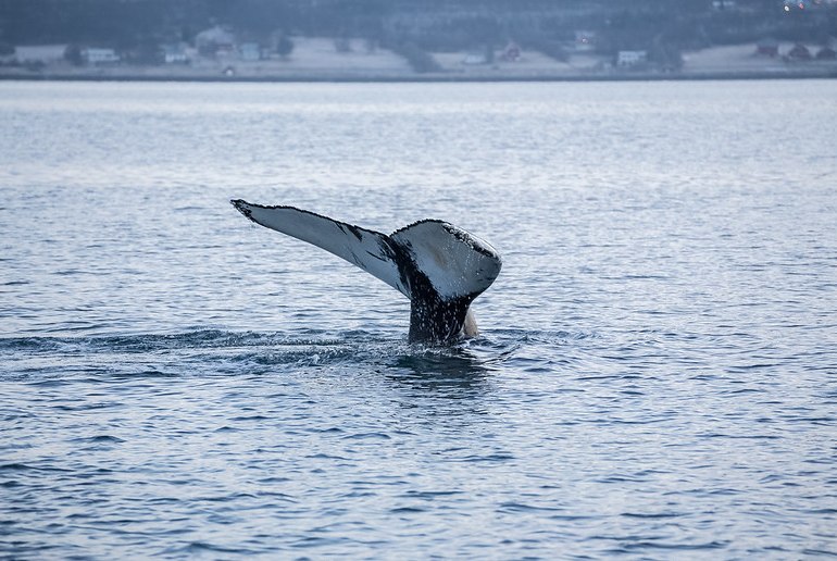 Whale watching in Tromso is a fascinating way to see northern Norway