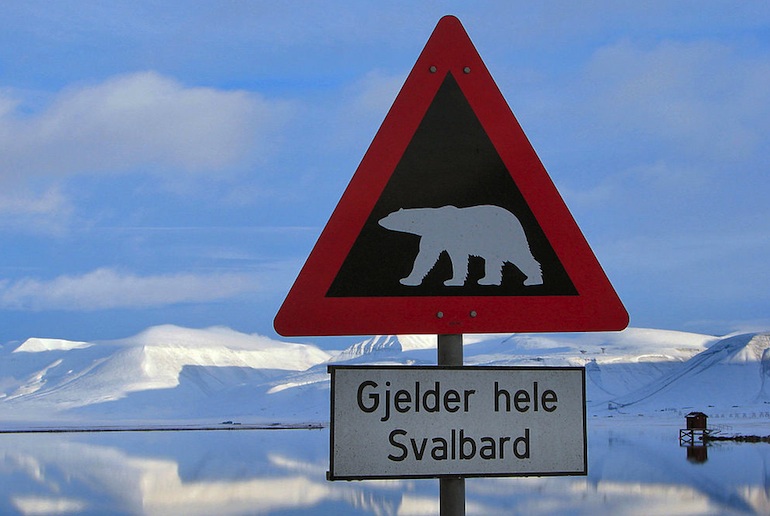 Polar bear attacks are very rare in Svalbard, Norway
