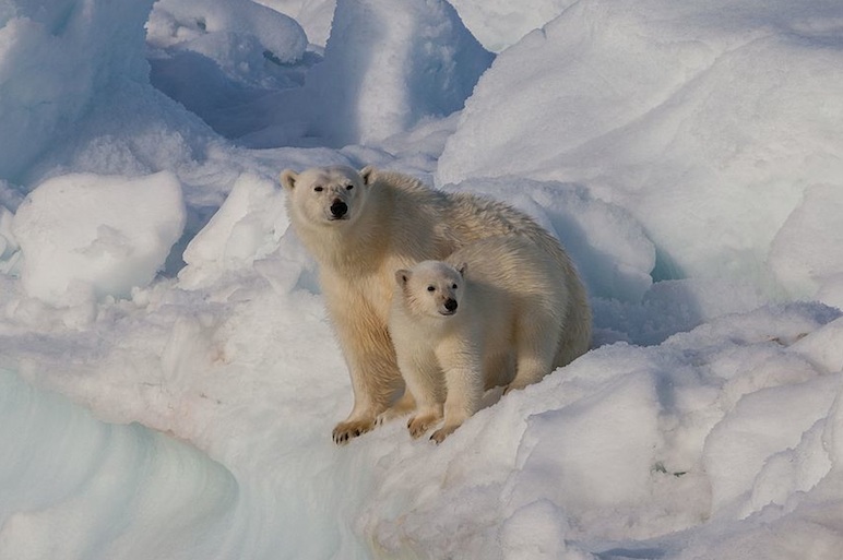 Svalbard, Norway is a good denning site for polar bears