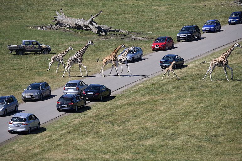 Knuthenborg Safari Park in Denmark has plenty of animals for kids to see 
