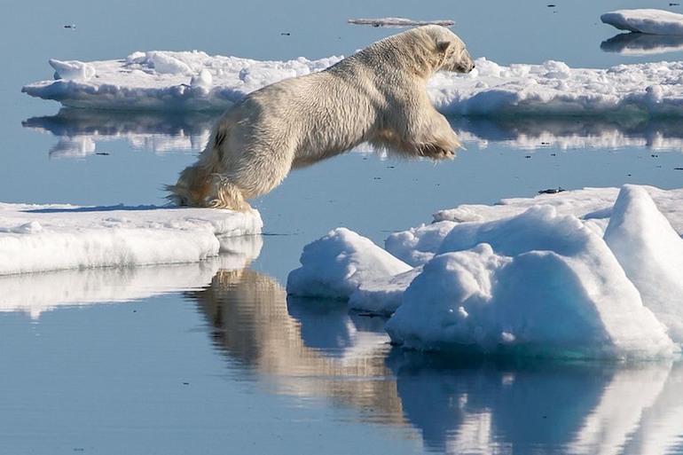 Take a tour to Svalbard in Norway to see polar bears in the wild