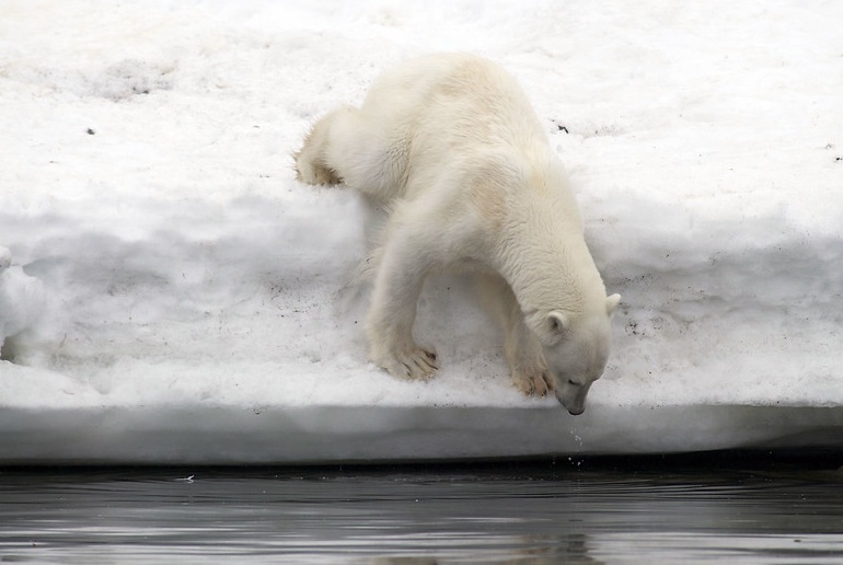The best way to see polar bears in Svalbard is to take a tour