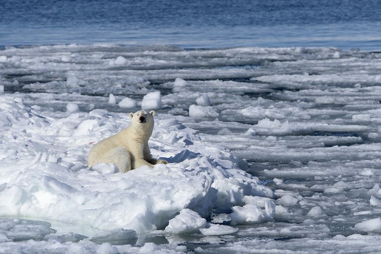 Take a guided tour to see polar bears in Svalbard, Norway