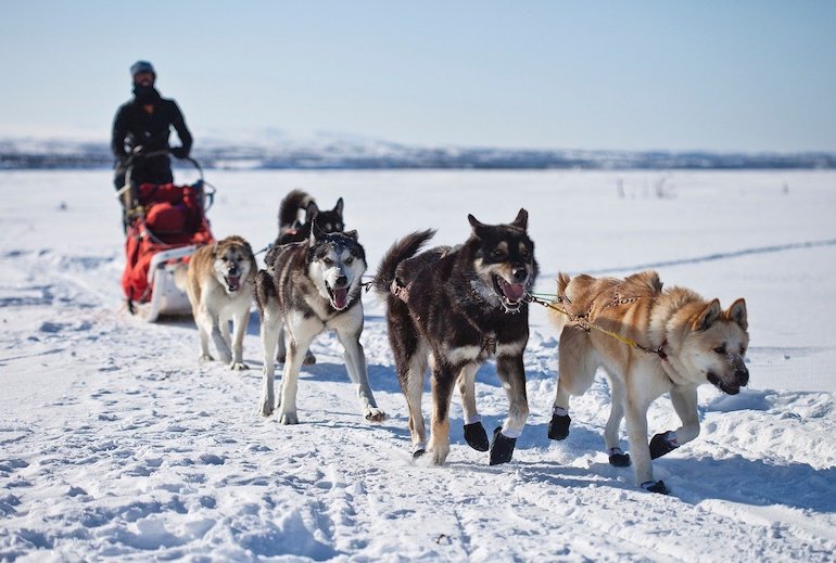 Husky sledging is great winter activity in Sweden