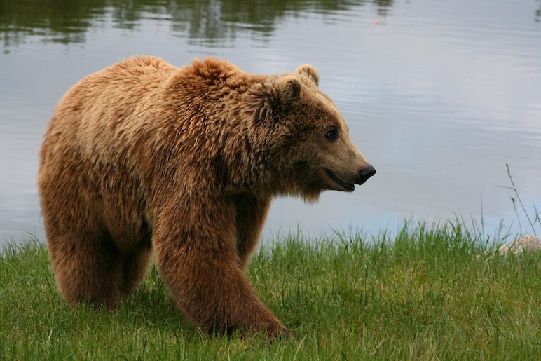 Kids will love seeing bears at the Skandinavisk Dyrepark in Denmark