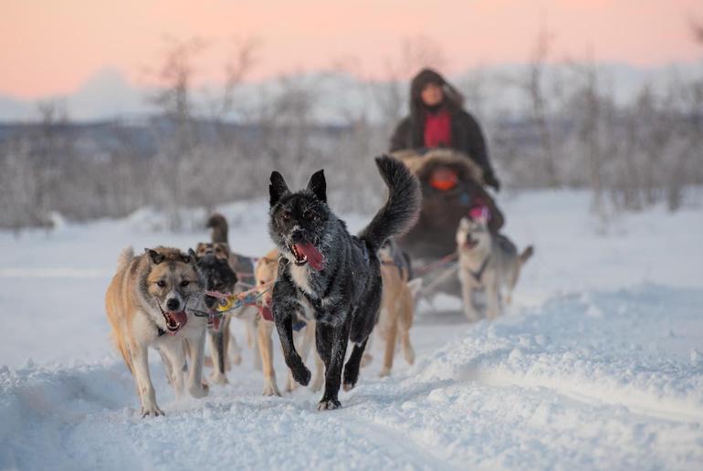 Hsusky-sledding is a great activity in Sweden at Christmas