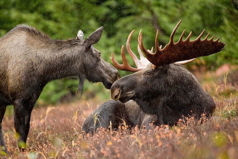 Take a moose safari in winter in Sweden