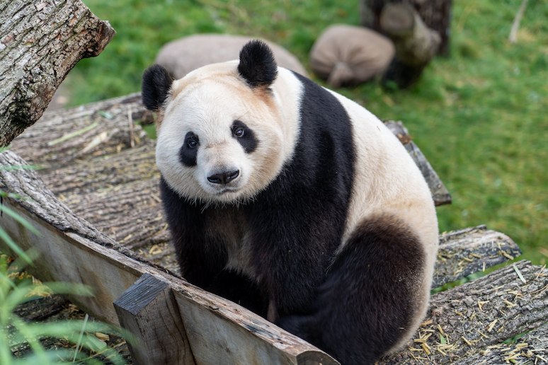 Copenhagen Zoo is a great place to visit in Denmark with kids