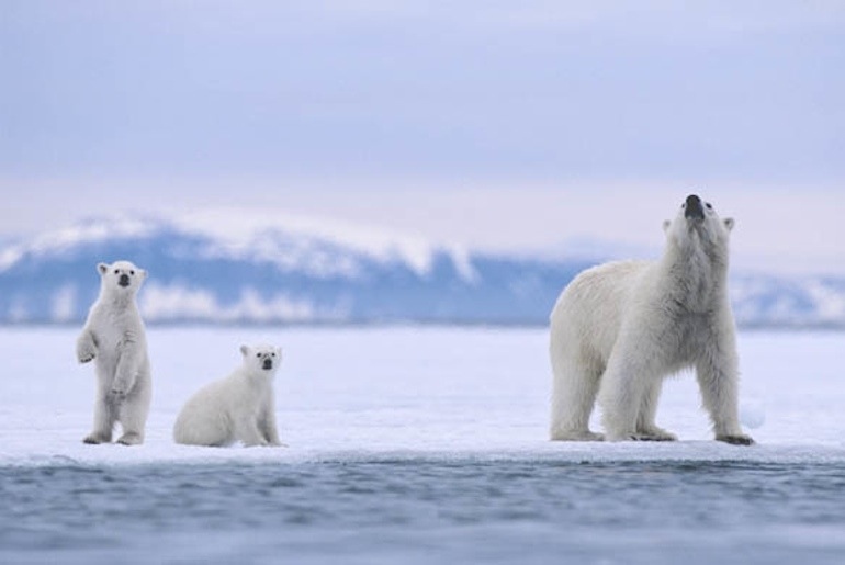 Svalbard is a great place for polar bear spotting
