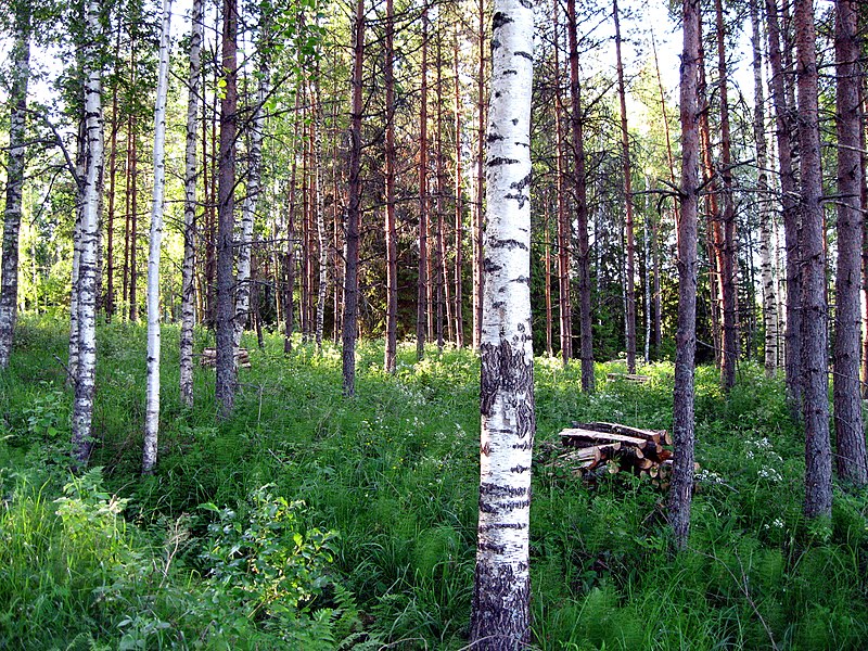 The Finnish surname Aarnio means pristine forest