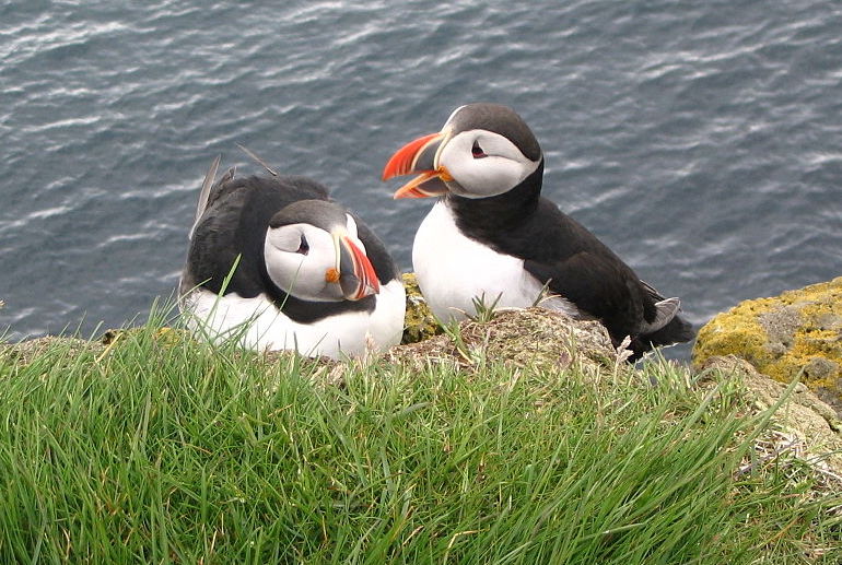 Puffins nest along the cliff tops at Latrabjarg in Iceland