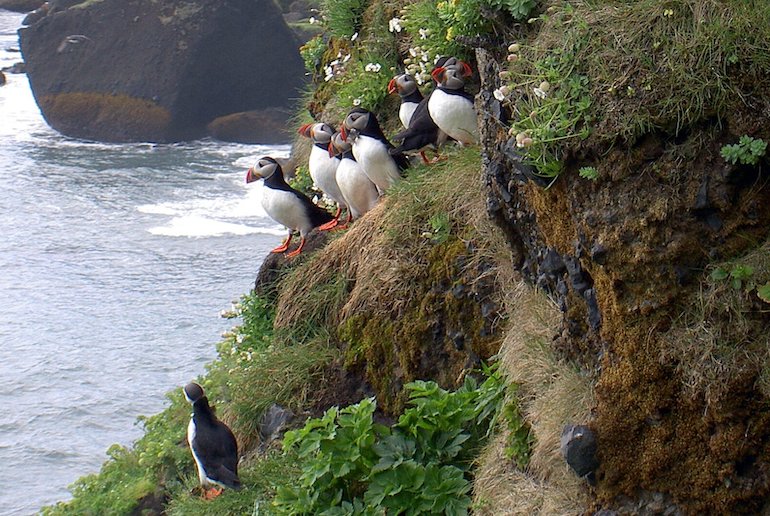 Iceland is home to the world's larges colony of Atlantic puffins