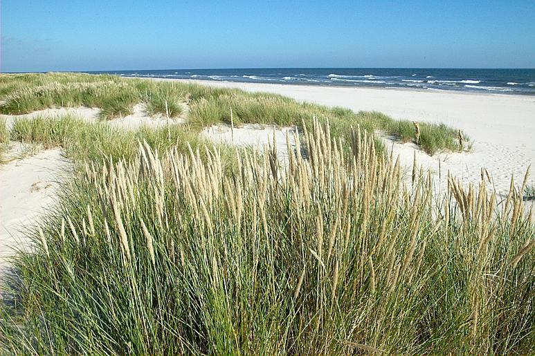 Sandhammaren is a beautiful beach on Sweden's southeastern tip.