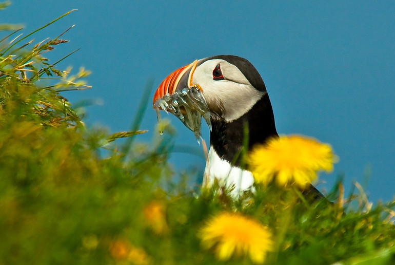 Iceland is home to 60 percent of the world's puffin population