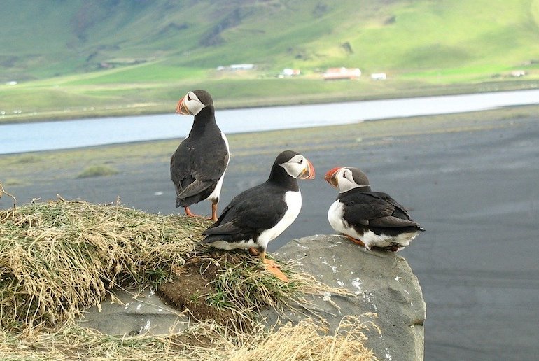 Puffins live in colonies in Iceland from June to September