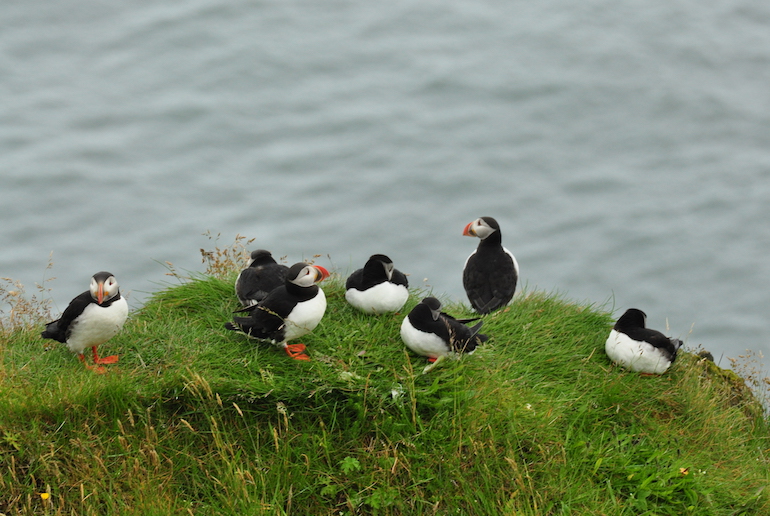 Summer in Iceland is a great time for puffin watching