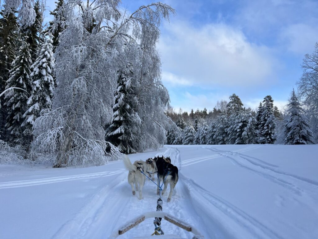 husky sled in the forest in the snow, winter tour in sweden