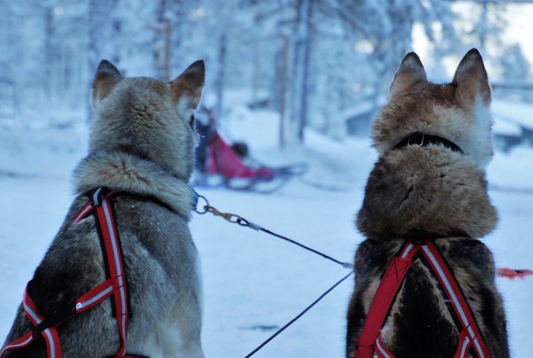 Finland's tourist activities include husky rides, snowmobiles trips and visits to Father Christmas
