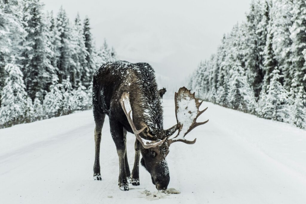 a moose on the road in the snow in the forest