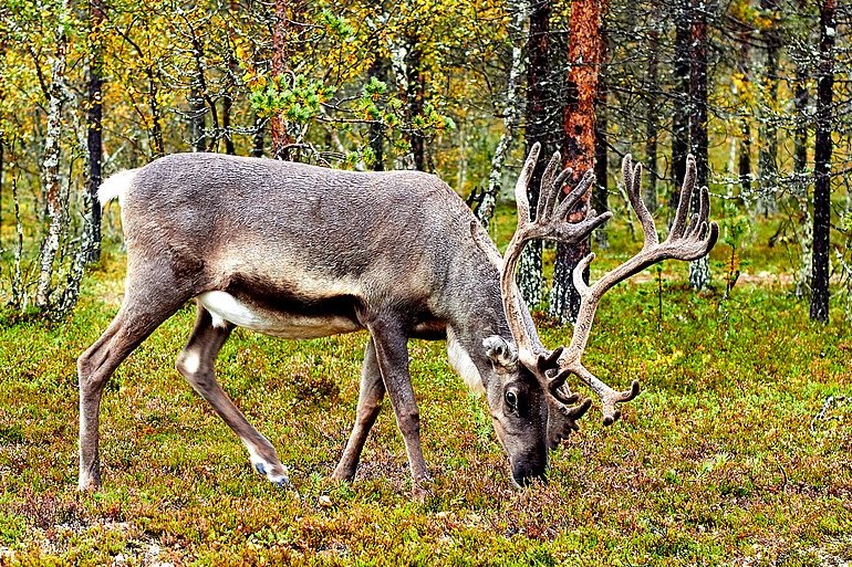 Finland is famous for its reindeer