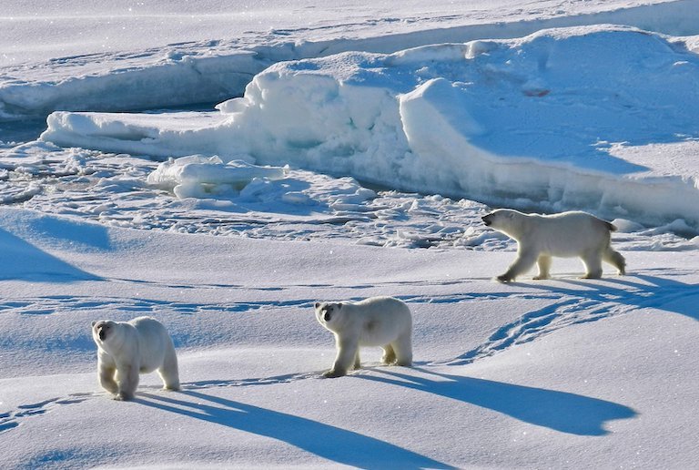 Polar bears can be seen in Greenland