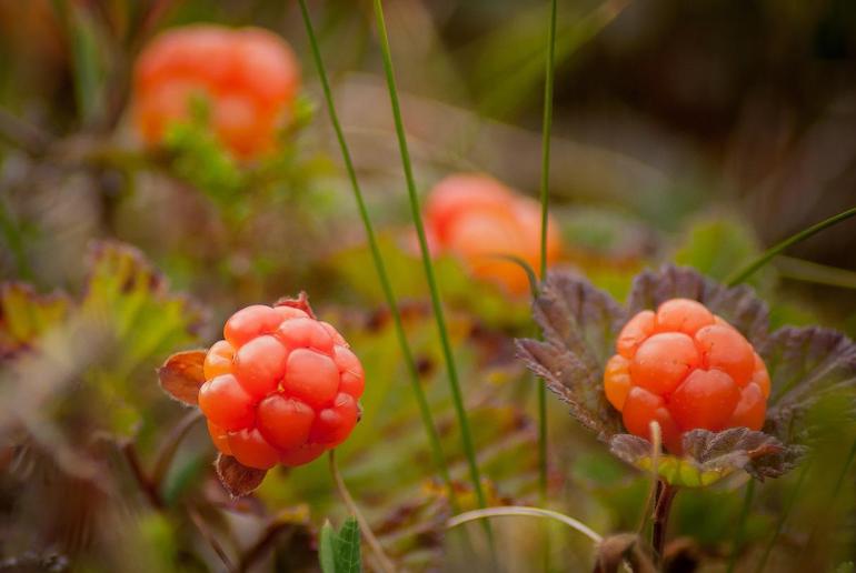 Cloudberries are a good source of vitamin C