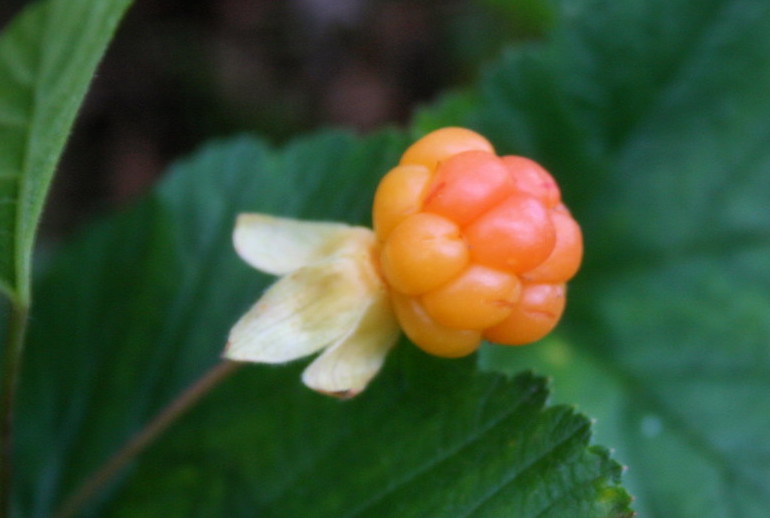 Cloudberries turn orangey/yellow when ripe