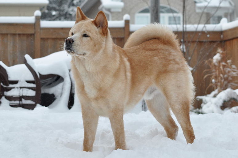 Why not choose a cute Norwegian boy name for your dog?