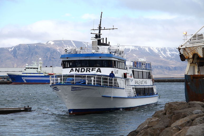 Reykjavik has the greatest choice of whale-watching tours in Iceland.