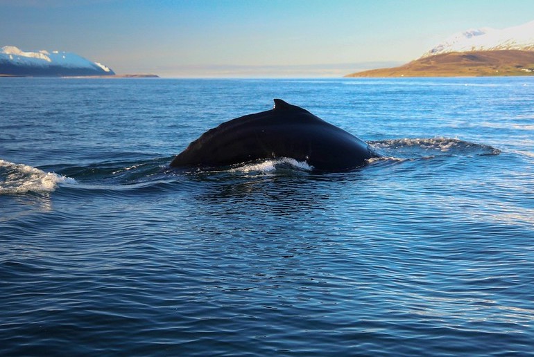 Humpback whales often frequent the fjord by Akureyri.