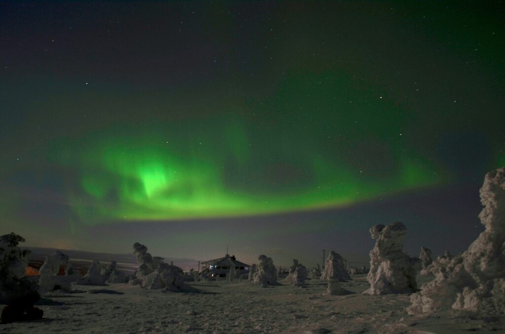 northern lights above snowy trees