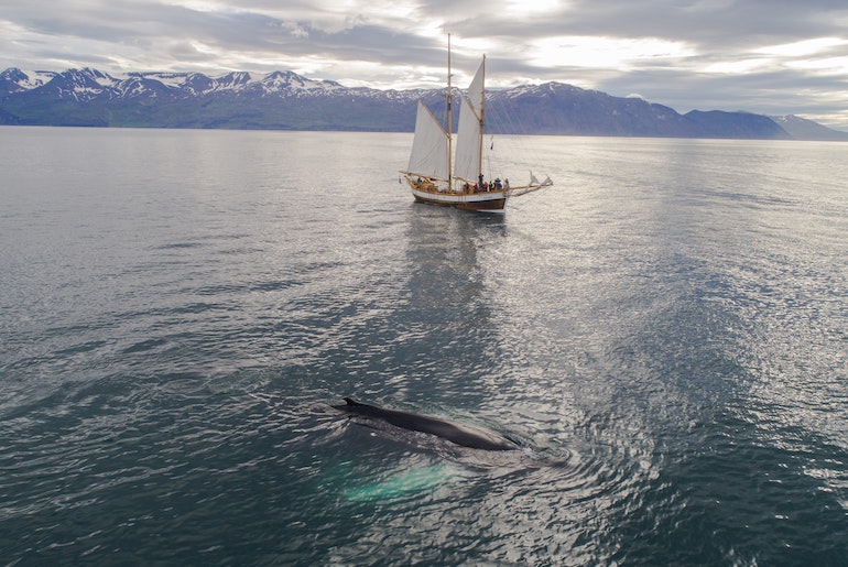 You can go whale-watching in Iceland in a traditional wooden sailing boat