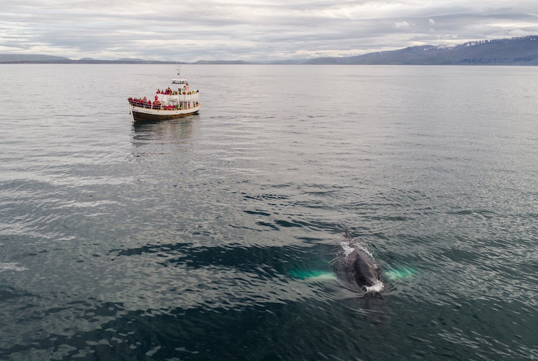 Whale watching trips in Iceland have a 90% chance of seeing a whale