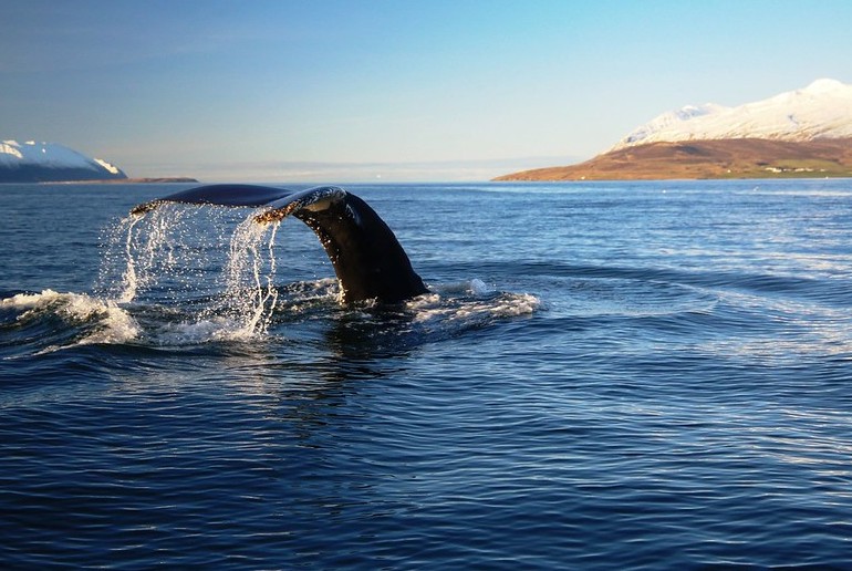 Whale-watching is a highlight of any trip to Iceland.