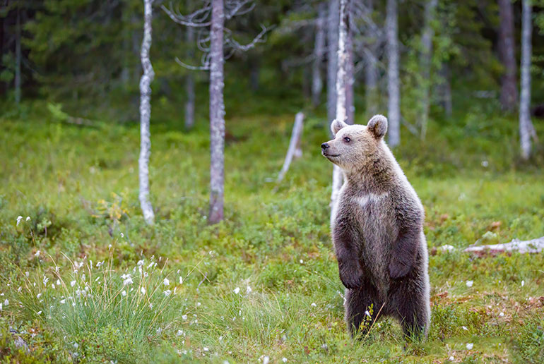 Bears can be seen in the wild in Finland