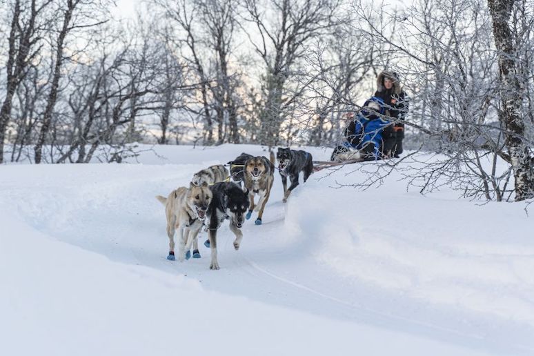 Leanr how to drive a dog sled at Breivikeidet, near Tromsø