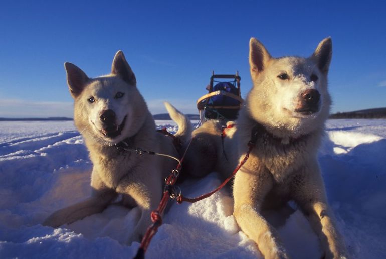 Go husky sledding on Kvaløya island near Tromsø