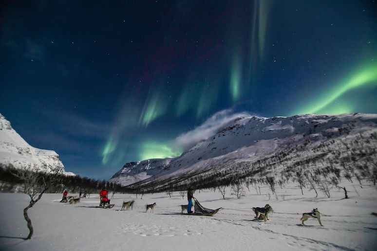 Go on a husky-sled tour from Tromsø to see the northern lights 
