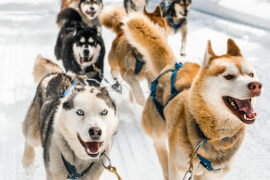 Dog sledding in Tromso, Norway