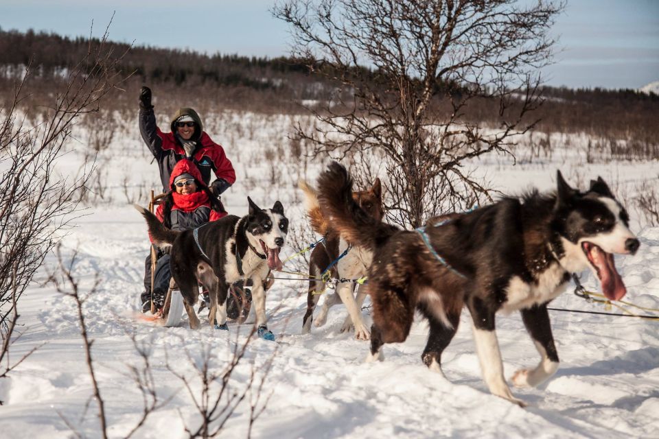 Tromsø is a great place to try dog sledding
