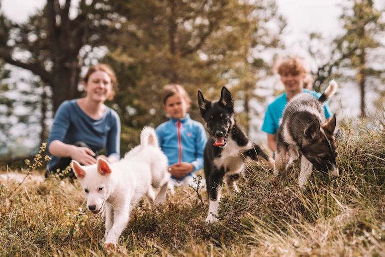 Help train some husky puppies near Tromsø, Norway